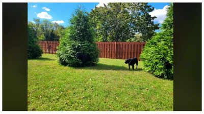 Optical illusion: Only those with hawk eyes can spot the ‘other’ dog in this picture in under 10 seconds