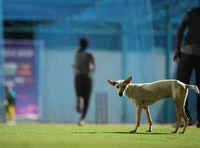 Foreign coach bitten by stray dog at World Para Athletics Championships | Off the field News