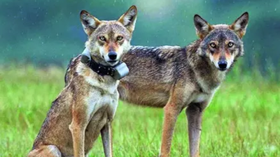 Just 3,000 left in wild, IUCN classifies Indian wolf as ‘potential distinct species’ | India News