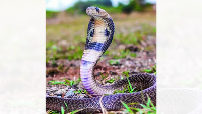 Kerala makes venomous snakebites health priority | India News