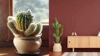 Why cacti are the perfect low-maintenance plants for your home: Benefits for health, decor, and more |