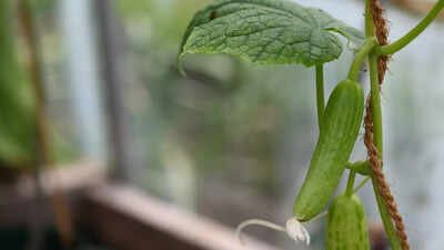 Why your cucumber plant is flowering but not producing fruit and how to fix it |