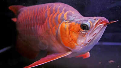 World’s most expensive aquarium fish: A rare dragon fish that symbolises power and fortune worth approx Rs 3 crore | World News