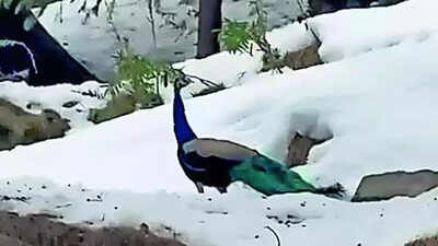 Peacocks at 6,000ft spark concerns over climate change impact | India News