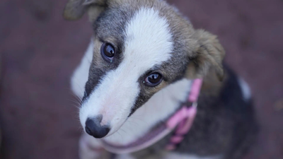 Nearly 100 stray dogs poisoned to death in Telangana village | India News