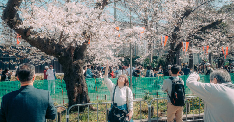 When Will Japan’s Cherry Blossoms Bloom? A.I. Can Help Answer That