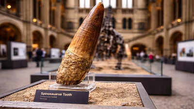 A 0 dinosaur tooth purchase reveals the truth about fossil collecting |
