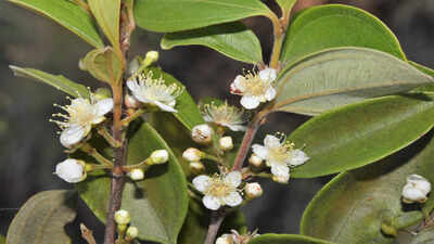 Australia’s ‘zombie tree’ is dying from a deadly fungal disease and scientists are racing to save it |