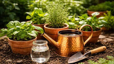 Can copper water help your plants grow better? Here is what you should know |