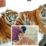 Zohaib Masood Tiger Sanctuary: Canada man asked to remove two tigers from residential property, he says ‘we know their personalities’