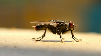 Get rid of flies instantly with this simple kitchen hack |