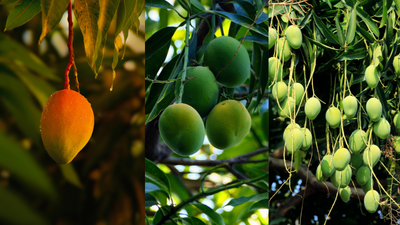 Grow a mango tree in your balcony garden and enjoy the sweet fruit at home |