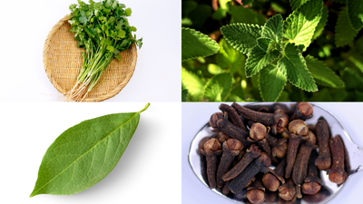 Grow these 5 spice plants at home: Low maintenance, big flavour boost for your kitchen |