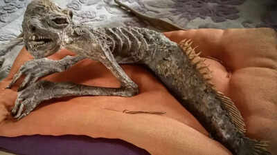 ‘Half-fish, half-human’ Mummified mermaid discovered in Japan with traits linked to rare Kappa folklore artefact |