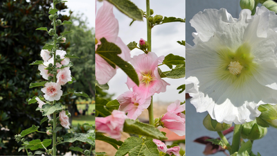 How to grow hollyhock flowers at home and achieve a vibrant summer garden |