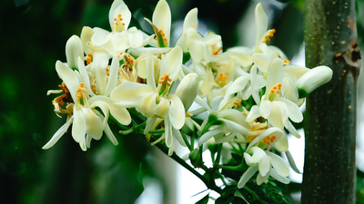 How to grow moringa (sahjan) at home: A simple step-by-step guide |