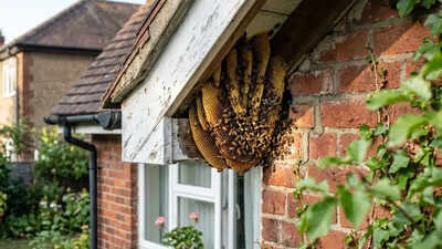 How to identify honey bee nest around home: What it looks like and where bees build it |