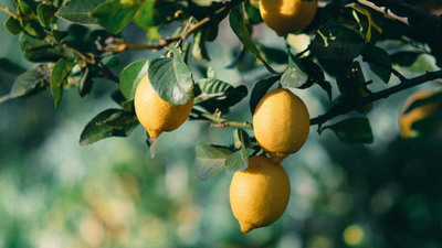 Lemon tree growing but not bearing fruit? Try these simple tips to fix it |
