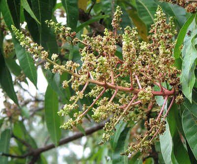 Mango tree full of ‘broom-like flowers’ but no fruit? Here’s why it’s a warning sign |