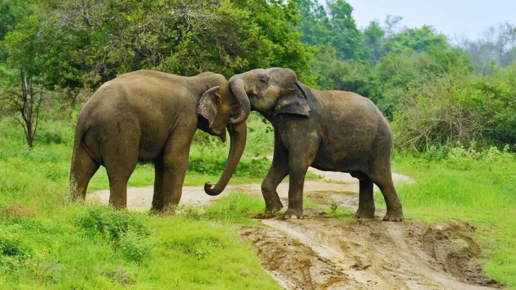 6 intelligent animals and birds on Earth after humans and where to spot them