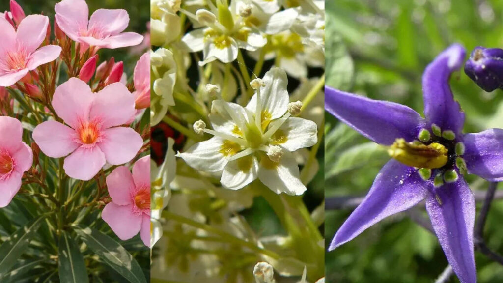 10 beautiful weeds hiding in your yard that could actually be dangerous