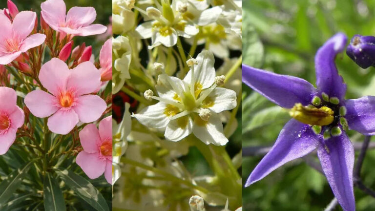 10 beautiful weeds hiding in your yard that could actually be dangerous