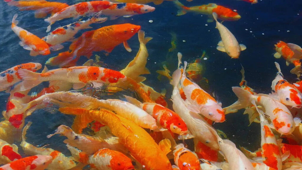 5 Vastu-approved paintings of fish you should have in your home to attract wealth, love and prosperity