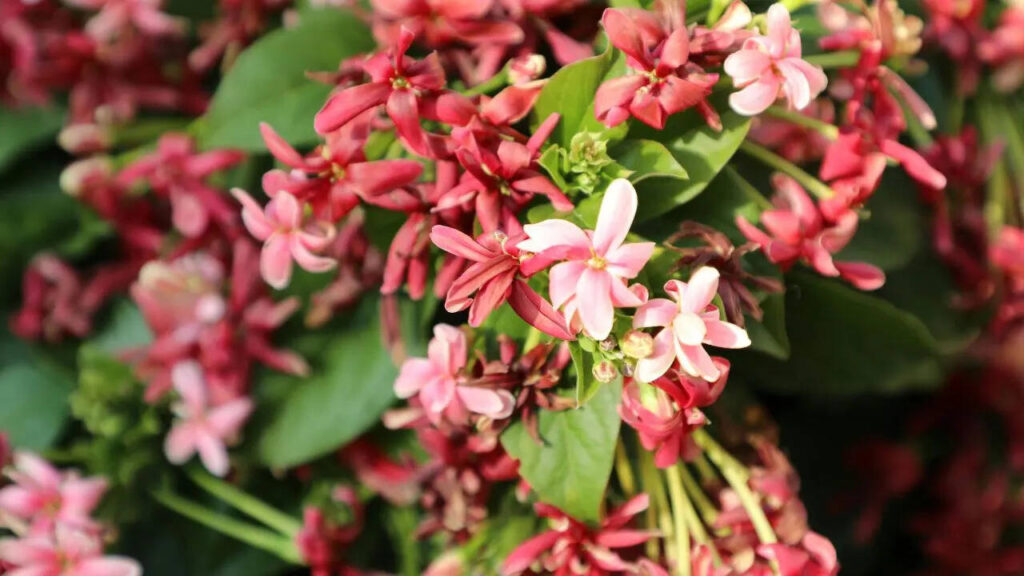8 beautiful creepers to transform your balcony garden