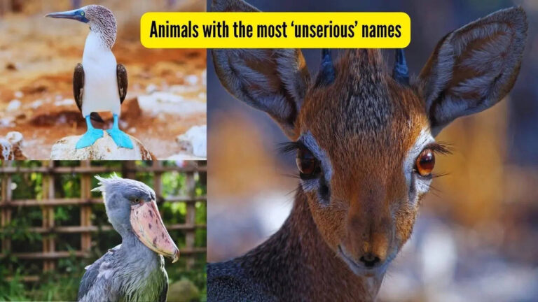 From blobfish to blue-footed booby; 7 wild animals with seriously funny names!