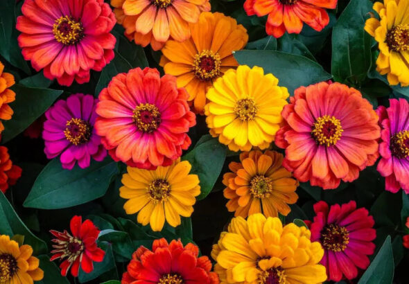 How to grow beautiful zinnia flowers in your balcony garden