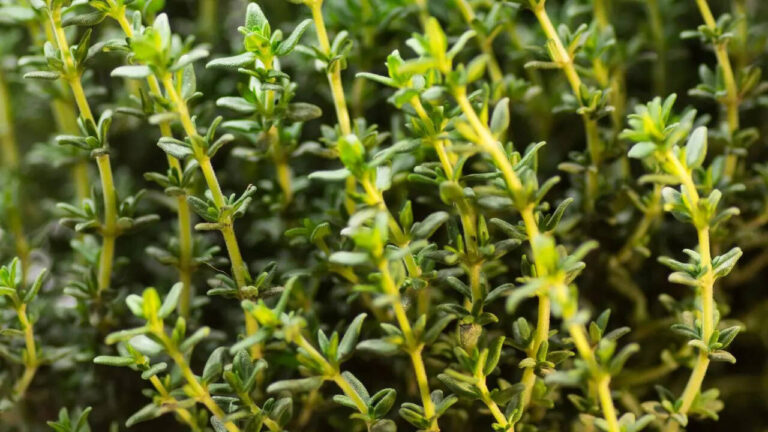 How to grow oregano and thyme in pots on your balcony garden