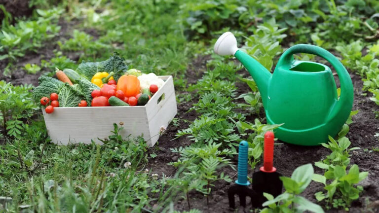 How to start a kitchen garden in limited space