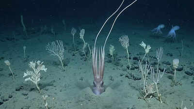 Scientists film deep-sea squid ‘turning into a tree’ 4 kilometres below the Pacific |