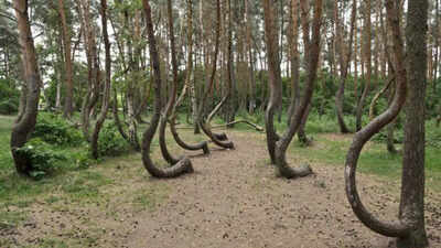 The crooked forest: Why 400 trees in Poland are bent exactly to the north | World News