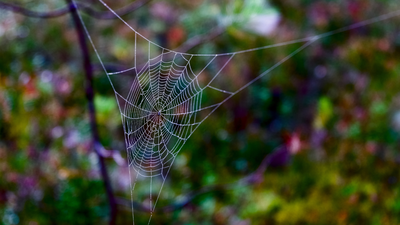 Tired of spider webs at home? Try these easy fixes that actually work |