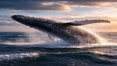 World’s oldest whale song recording from 1949 rediscovered: Early humpback audio reveals quiet oceans of the past |