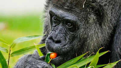 ‘Cherry tomatoes and beets’: World’s oldest captive gorilla ‘Fatou’ celebrates 69th birthday at Berlin Zoo