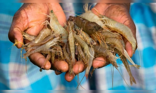 Fish, identity and votes: How Bengal’s favourite food has become sharpest political hook of polls