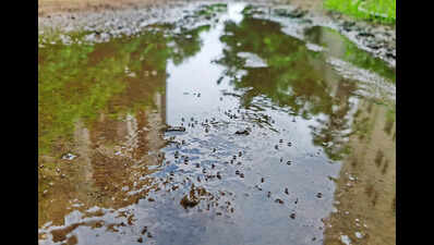 Dengue dips sharply in 2025, but malaria, chikungunya worry Delhi | Delhi News