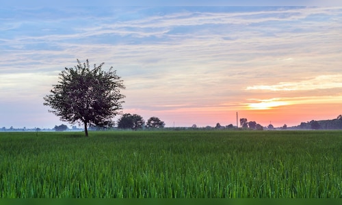 AWL Agri Q3: Edible oil demand leads double-digit volume growth