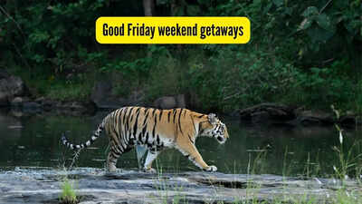 Good Friday long weekend escapes from Delhi: Top national parks in India for a wildlife break