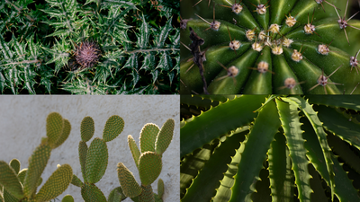 How plants got their thorns: A genetic mystery solved |