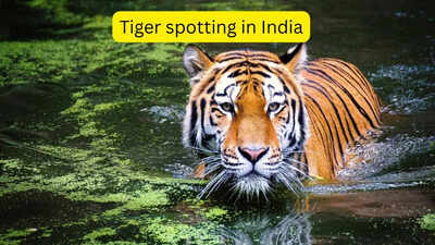 5 national parks in India where chances of spotting a tiger is between 70–90 percent; India’s most reliable safaris to see the big cat