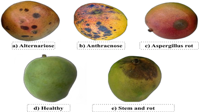 Mangoes turning black on the tree: Do this in time to save them and improve quality |