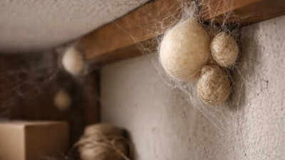 Spider eggs: What they look like and where you might find them in your home |