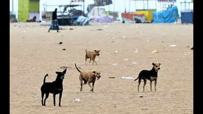 BMC to send blood samples of vaccinated dogs to Bengaluru for antibody testing | Bhubaneswar News