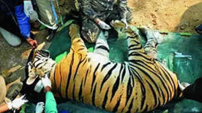 Satpura tiger was poisoned and killed with electric wire by opium cultivator, autopsy reveals | Bhopal News